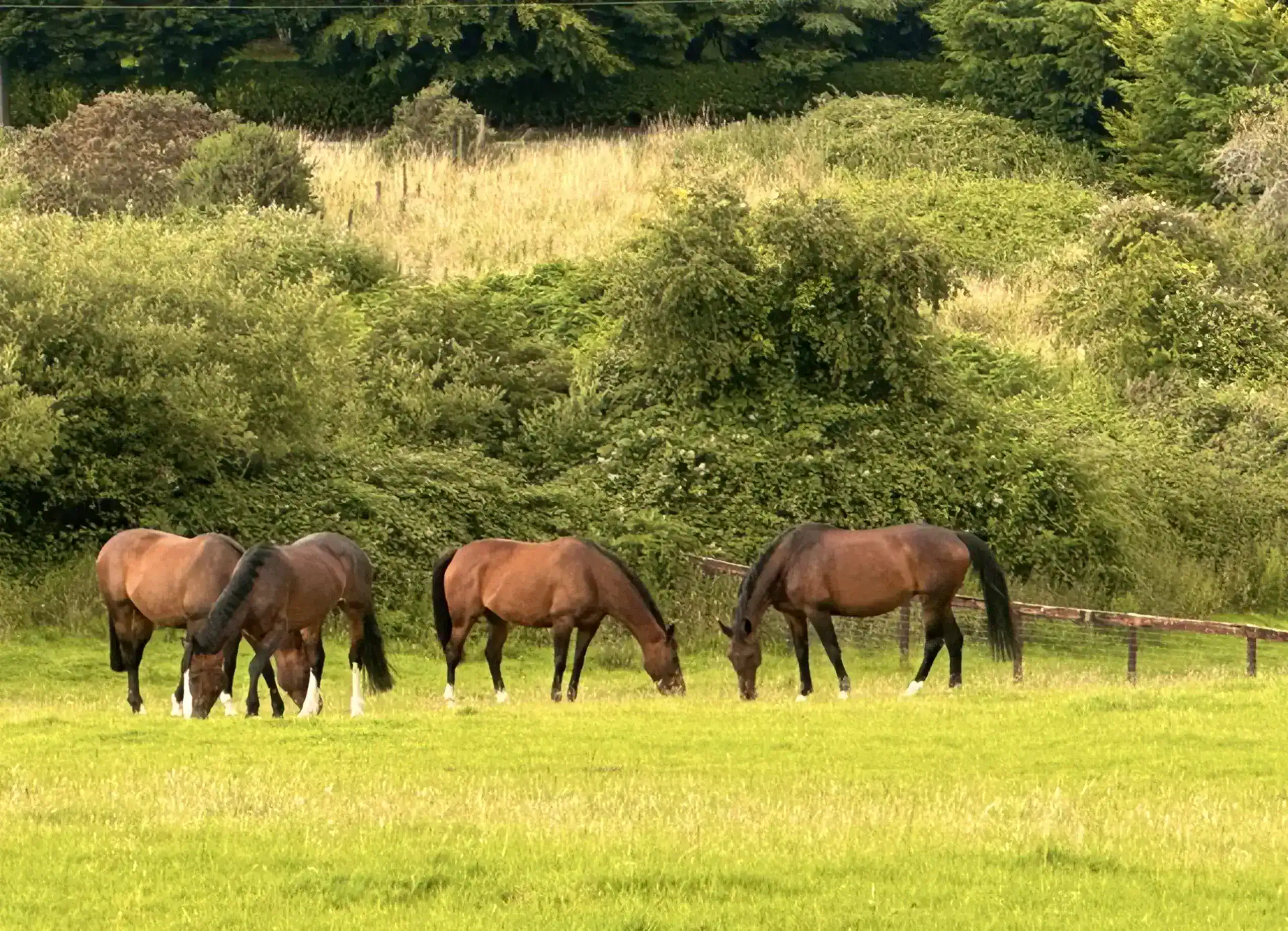four horses grazing in a green field