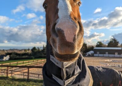 Up close photograph of a brown and white horse with his face close to the camera with a field visible in the background